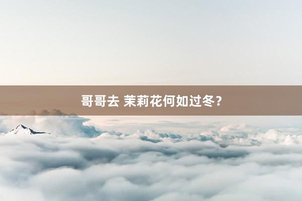 哥哥去 茉莉花何如过冬？