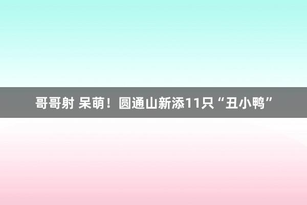 哥哥射 呆萌！圆通山新添11只“丑小鸭”